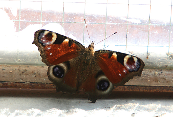Aglais io